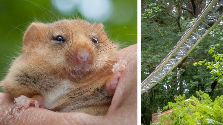 Dormouse and the Animex bridge