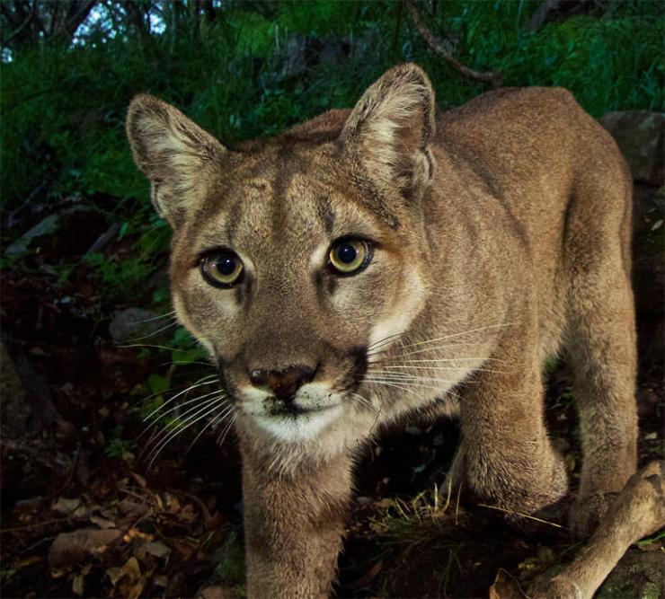 P-22's story inspired the Wallis Anneberg Wildlife Crossing